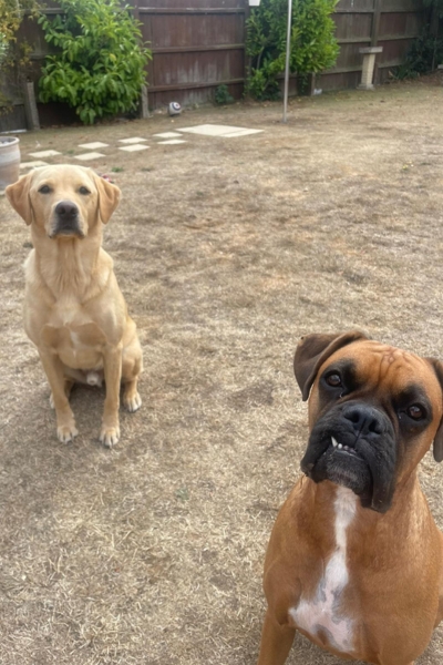 labrador and boxer sitting calmly