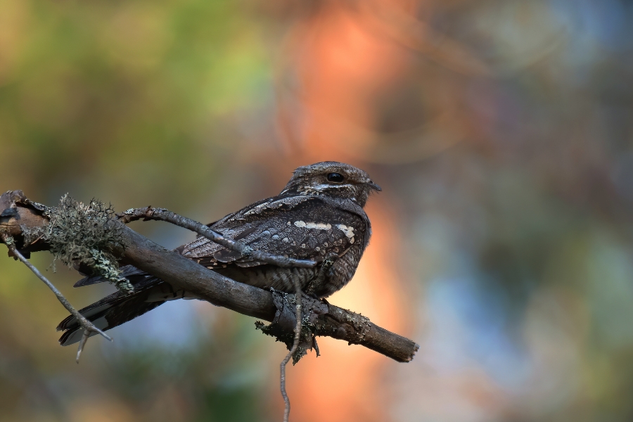 nightjar